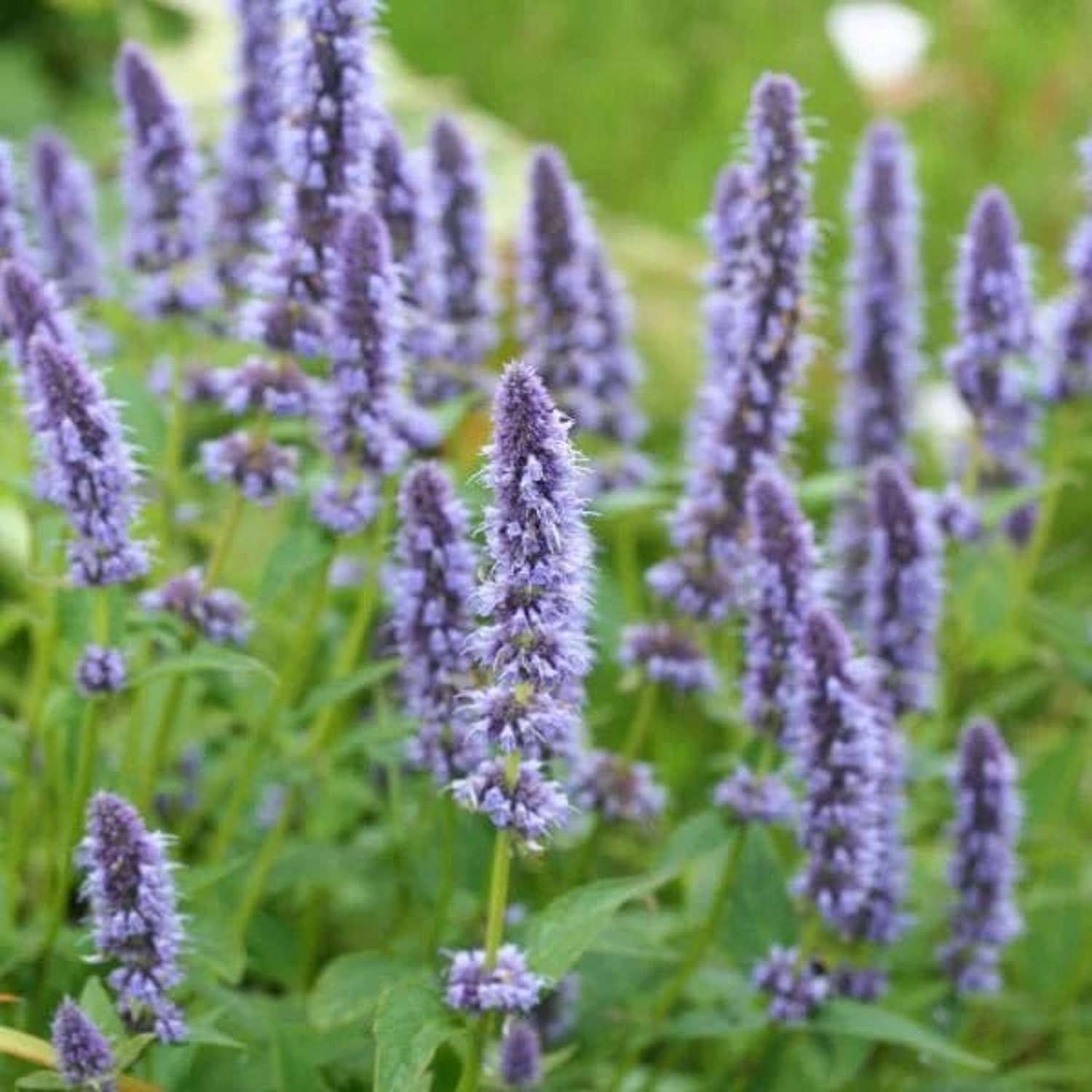 Indianermynte 'Blue Fortune' (Agastache)